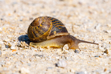 Brown snail on the dry ground