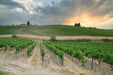rows of green vineyards in Tuscany at sunset near Florence, Italy