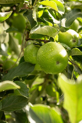 Green Apples in a tree