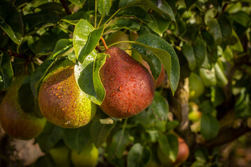 Red Pears hanging in a tree