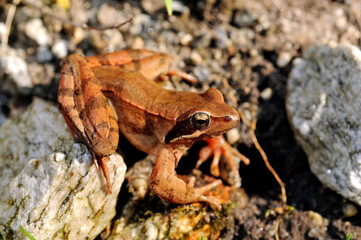 Italian agile frog // Italienischer Springfrosch (Rana latastei) 