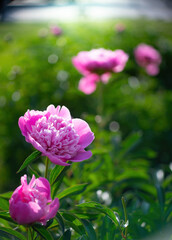 Pink peony flower close up