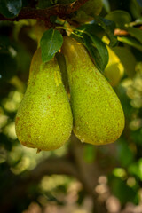 Green pears hanging in tree 