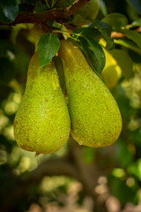 Green pears hanging in tree 