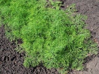 Organically grown dill in the soil. Organic farming in rural area.