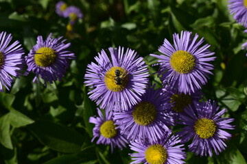 Bee on lilac asters on a sunny day