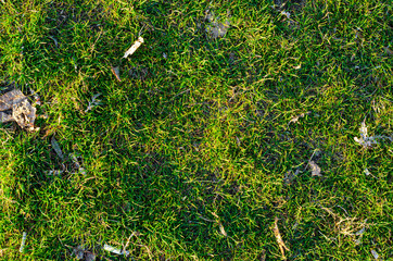 Fototapeta premium Green grass texture with dry leaves