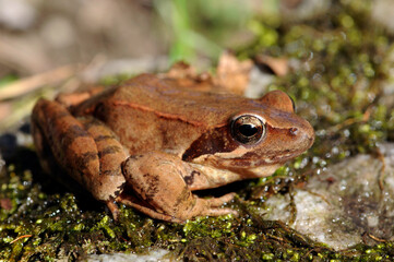 Italian agile frog // Italienischer Springfrosch (Rana latastei) 