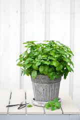 lemon balm (melissa) herb in flowerpot on balcony, urban container garden concept