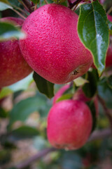 Red Apples hanging in tree