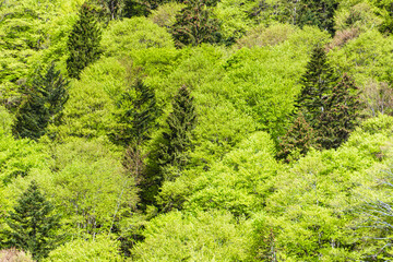 Spring in the woods of Val Masino, in the Italian Alps, near the town of San Martino, Lombardy,...