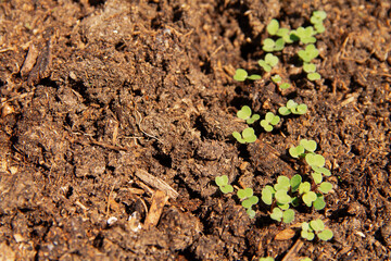 fresh green young shoots of the radish plant in the soil chernozem