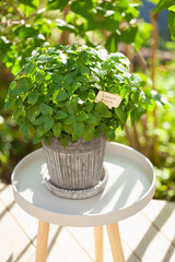 lemon balm (melissa) herb in flowerpot in garden