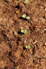 fresh green young shoots of the radish plant in the soil chernozem