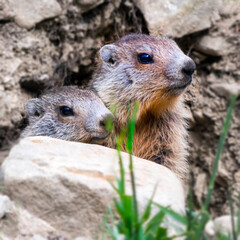 Marmottes