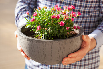man gardener holding marguerite daisy flowers in flowerpot in garden