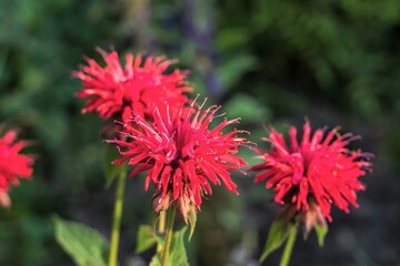 Unusual flowers of monarda, or Indian mint, close-up.