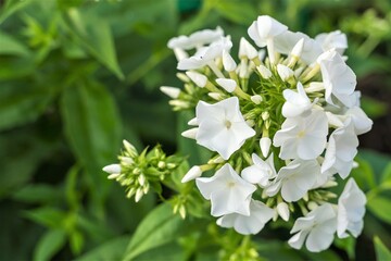 Beautiful white phlox close-up on a green background.