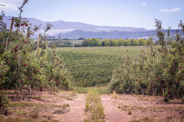 Fototapeta na wymiar Apple Orchards Capetown, South Africa
