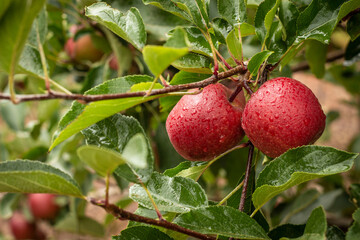 Red Apples hanging in tree