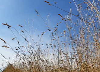 Long wild grass viewed from below against a blue sky