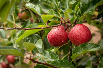 Red Apples hanging in tree