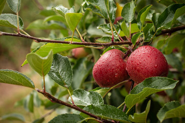 Red Apples hanging in tree