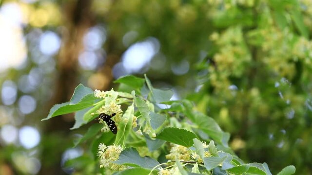 A black butterfly collects pollen from linden flowers on a linden tree.