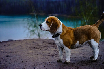 beagle dog on the nature