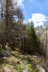Spring in the woods of Val Masino, in the Italian Alps, near the town of San Martino, Lombardy, Italy - May 2021.