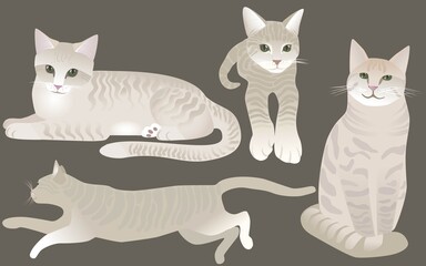 Cat Set, flat icons. Vector Illustration Cartoon