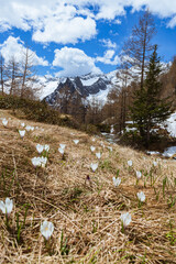 Spring among the meadows and mountains of Val Masino near the village of Morbegno, Valtellina, Italy - May 2021