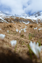 Spring among the meadows and mountains of Val Masino near the village of Morbegno, Valtellina, Italy - May 2021