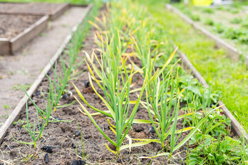 Young green homemade garlic growing in a home garden in spring