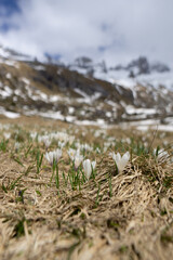Spring among the meadows and mountains of Val Masino near the village of Morbegno, Valtellina, Italy - May 2021