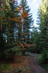 Orange deciduous tree among the coniferous forest. Autumn landscape in the forest.