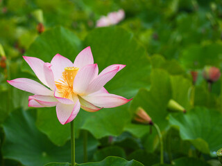 Obraz premium 蓮の花