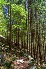 Spring in the woods of Val Masino, in the Italian Alps, near the town of San Martino, Lombardy, Italy - May 2021.