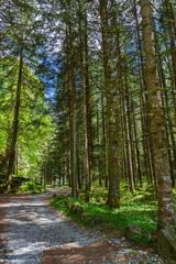 Fototapeta premium Spring in the woods of Val Masino, in the Italian Alps, near the town of San Martino, Lombardy, Italy - May 2021.