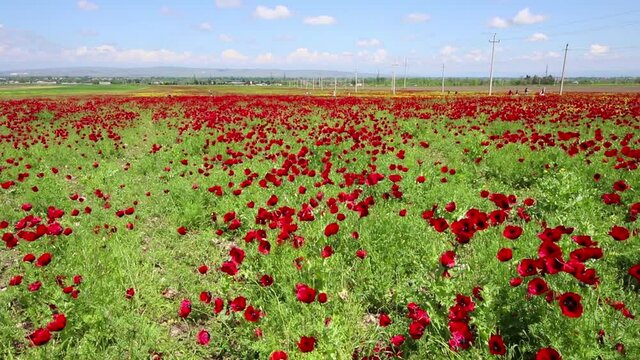 A beautiful field of red poppies swinging their heads in a wind in HD