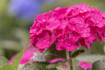 京都府　-　【三室戸寺（みむろとじ）のあじさい】