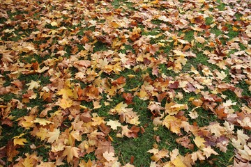 autumn leaves background