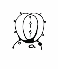 Vector contour illustration on a transparent background with exotic plants, cacti, leaves.