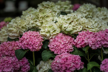 京都府　-　【長谷寺のあじさい】