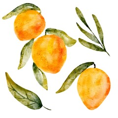 apricots with leaves