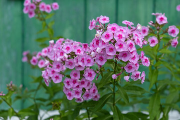 Obraz premium Beautiful bunches of pink phlox on a contrasting background of a bright green wooden wall of a village house. Growing phlox.