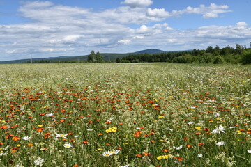 A field in bloom under a cloudy sky, Sainte-Apolline, Québec, Canada