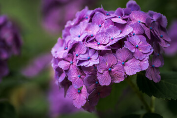 京都府　-　【長谷寺のあじさい】
