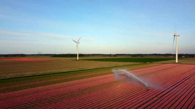 Tulips in pink growing in a field with an agricultural irrigation sprinkler spraying water during a spring day. Drone point of view from above.