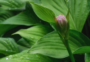 Hosta leaves are covered with water drops on a summer day. Flowering period. close-up. Textured wavy green leaves. Nature in detail after the rain. Wet decorative leaves. Well kept garden